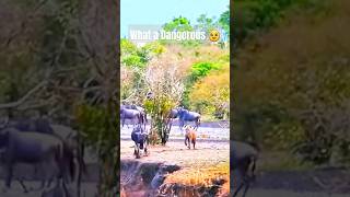 🥹Nefarious Hyena Attck on Wildebeest🔥🔥 shorts wildlife animals viral hyena [upl. by Aizirtap]