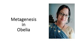 Metagenesis In Obelia  metagenesisinobelia [upl. by Payson]