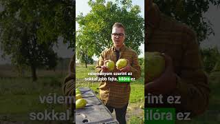 Milyen birseket termeszthetünk 🍏 birsalma bereczki bereczkibőtermő leskovaci bellonfaiskola [upl. by Suired987]