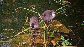 plenty of baby ducks [upl. by Fryd227]