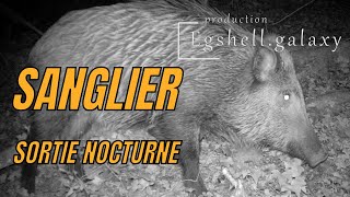 Sangliers dans la nuit [upl. by Fini]