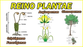 REINO PLANTAE Criptogamas Algas Musgos Fanerogamas Gymmnosperma Angiosperma Monocotiledoneas [upl. by Kra560]