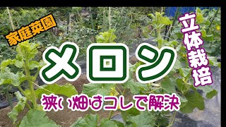 メロン栽培【３回目】狭い畑も麻紐一本での吊り下げ栽培で悩み解決 [upl. by Elag818]