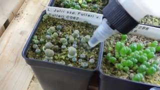 How I Water My Lithop Seedlings [upl. by Gerardo]