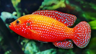 Top 10 Colorful Freshwater Aquarium Fish [upl. by Appilihp]