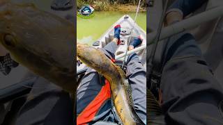 Yellow snakehead fishing [upl. by Lainad]