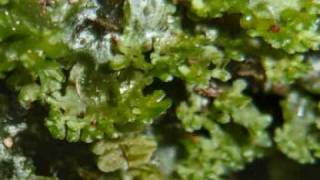 mosses amp liverworts [upl. by Lledyl]