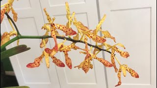 Renanthera Red Leopard Poipu x citrina [upl. by Buroker]