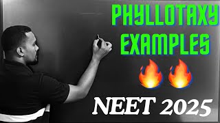 PHYLLOTAXY EXAMPLES TRICKS botany neet neet2025 tricks [upl. by Wareing71]