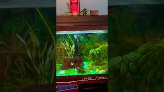 Day 1100 guppy’s aquarium fishtank music fish aquascape kanyewest l128 guppy aquariumfish [upl. by Yeldahc420]