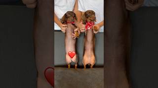 DACHSHUNDS dance to RED disney minidachshund puppy descendants dacshund cute cutepuppy dog [upl. by Nirehs999]