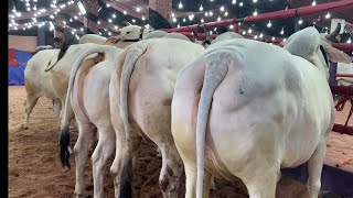 TEN PREMIUM HARYANA COWS COLLECTION  PATHAN CATTLE FARM  KOLKATA COW 2024 [upl. by Deevan983]