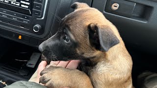 Meet My 2MonthOld Belgian Shepherd Puppy [upl. by Powder]