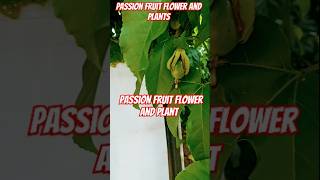 Passion fruit  Passion fruit video  Passion fruit in kannada fruit passionfruit passionflower [upl. by Labinnah]