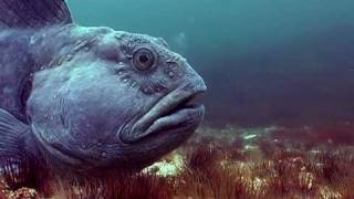 Freediving with Wolffish [upl. by Fabe600]