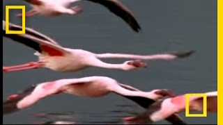 Flamingos of Bogoria  National Geographic [upl. by Solitta]