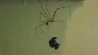 Cellar spider nabs and eats smaller spider in bathroom [upl. by Craddock]