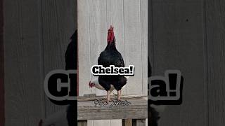 Chelsea Oh Chelsey Chelsie Come get your bird chelsea chelsey names chelsie chicken [upl. by Rheinlander406]