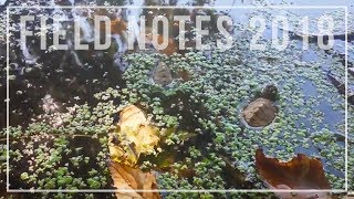 Field Notes 2018  Releasing Map Turtles [upl. by Atiuqrahs]