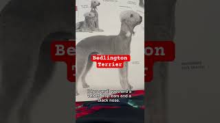 Bedlington terrier shortvideofyp [upl. by Eelibuj]