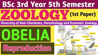 Obelia ReproductionReproduction of Obelia in HindiObelia Reproduction for BSc 5th Sem Zoology [upl. by Wertz929]