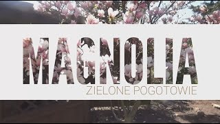 Sadzenie i pielęgnacja magnoli [upl. by Kralc]