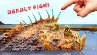 You Wont Believe How Deadly This Fish Is Everything You Need to Know About Stonefish [upl. by Sadnak]