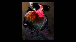 Galo🐓🕶️👟 edit 🗿 edit fyp viralshort animals [upl. by Jeromy]