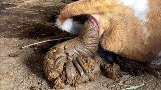 Cattle pooping compilation 牛拉粑粑合集 [upl. by Emmalee]