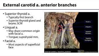 Parotid and Submandibular Triangle LO  Structures Within Parotid Gland [upl. by Dumanian]