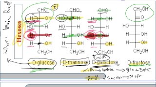 Biochemistry lec 2  carbohydrates part one [upl. by Enyalahs437]