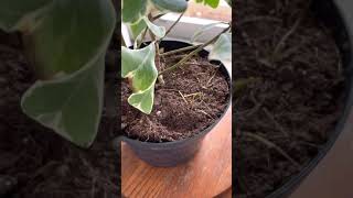 Ficus Triangularis Care Guide [upl. by Eicirtap56]