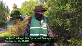 JackInThePulpit Life Cycle and Ecology [upl. by Spillihp]