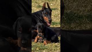 doberman dobermanpinscher puppies dobermanattack dobermanbarking dogbreeds canecorso hunter [upl. by Tinya]