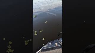 Clip from my Henderson trip Sacalait Crappie Catch amp Cook Check out the full version [upl. by Nnyleak]