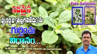 నిజమైన పునర్నవ తెల్లగలిజేరును గుర్తించు విధానంoriginal PunarnavaTellagalijeru In Telugu Videos [upl. by Gaidano190]