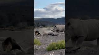 Rhino Stabs Male Lion with Its Horn [upl. by Isia]