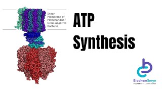 ATP Synthesis  Biochemistry [upl. by Rainger601]