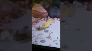 Beauty fish cichlid africancichlids aquariumfish [upl. by Debbi]