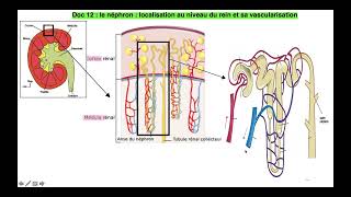 vidéo 4 sur le chapitre 61 Le Milieu Intérieur et sa régulation partie 4 sur les reins [upl. by Martijn]