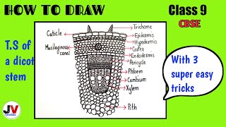 section of stem diagramts section of dicot stem diagram [upl. by Astred486]