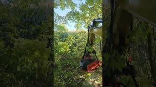 Flail Mower on Wacker Neuson EZ26 Mulching 2quot Maple sapling [upl. by Lole]