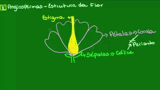 Estrutura da flor  Ecologia  Biologia [upl. by Colyer]