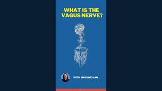 What is The Vagus Nerve  Vagus Nerve Exercises  How to Stimulate the Vagus Nerve  by Jim Donovan [upl. by Maiga]