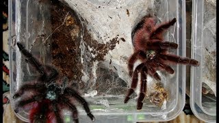 Tarantula mating  Avicularia versicolor mating [upl. by Athal]