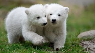 Cute Baby Polar Bear Cubs Born in Munich [upl. by Adlecirg]