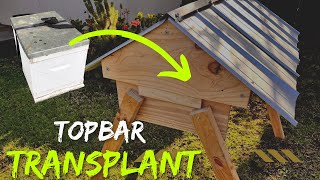 Transferring Bees from Langstroth to Top Bar Hive the Easy Way  Aussiebeekeeping topbarhive [upl. by Aicined]