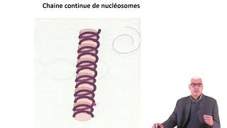 Cours N°21 Organisation de l’ADN en chromosome [upl. by Ierdna153]