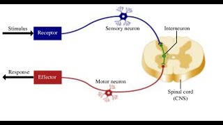 Two Minutes of Anatomy Reflex Arc [upl. by Nedle]