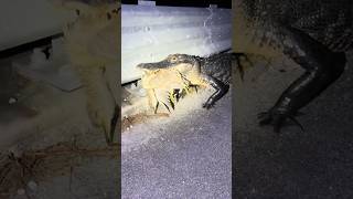 Looking for a 20 foot python snakealligatorcrazyanimalwildlifenaturecrocodilewowviralvideo [upl. by Bernhard981]